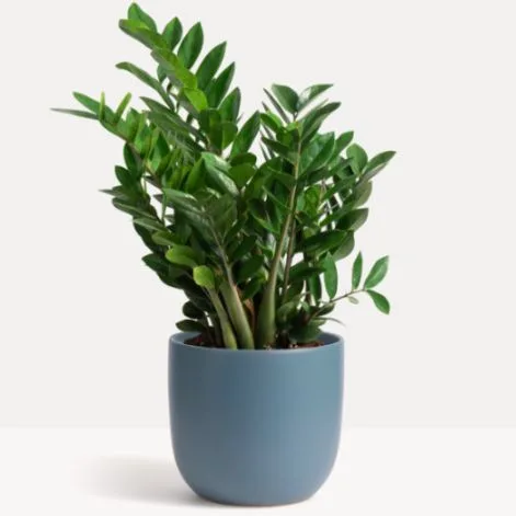 Classic Ceramic Planter — 6.5" Dia × 6.5" Height — Primary View