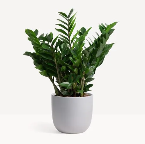 Classic Ceramic Planter — 7" Dia × 10" Height — Primary View