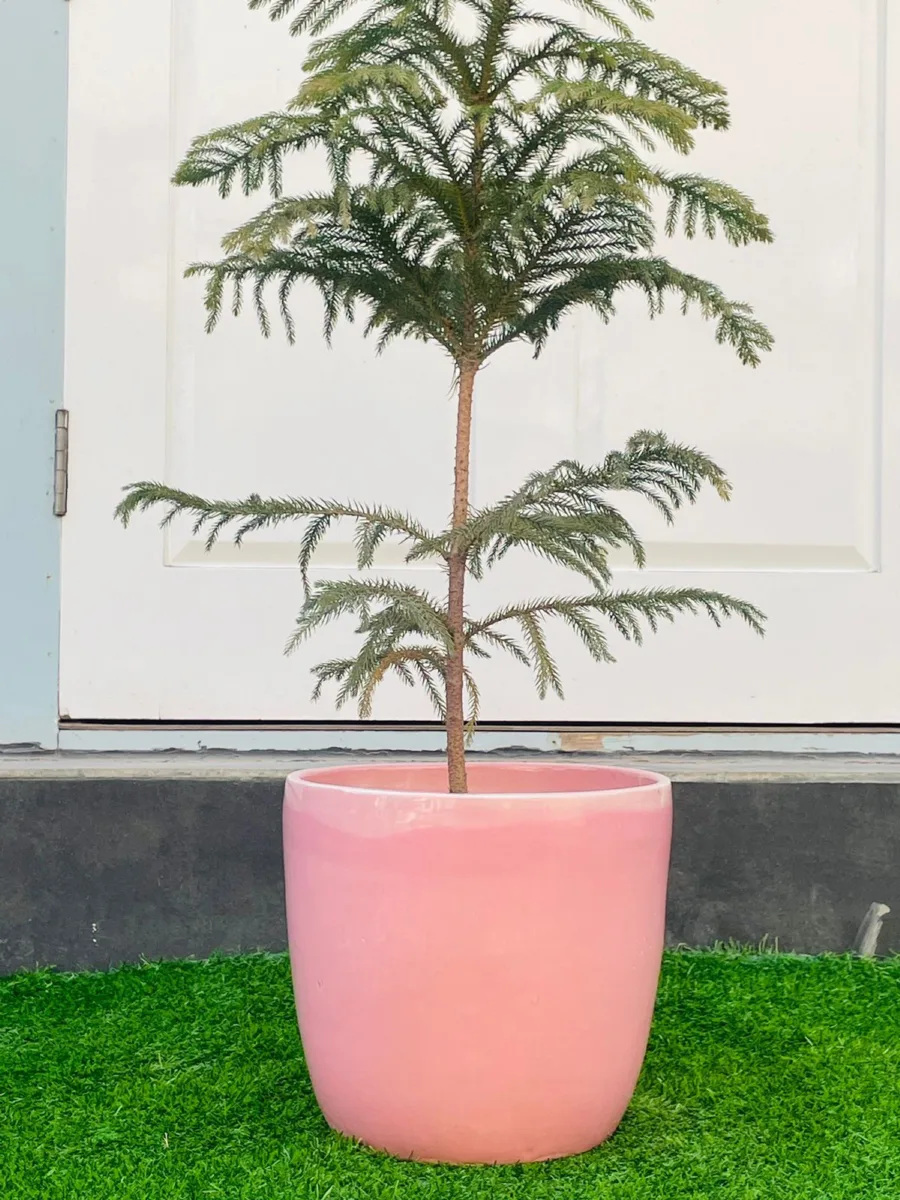 Classic Ceramic Planter — 9.5" Dia × 9" Height — Primary View