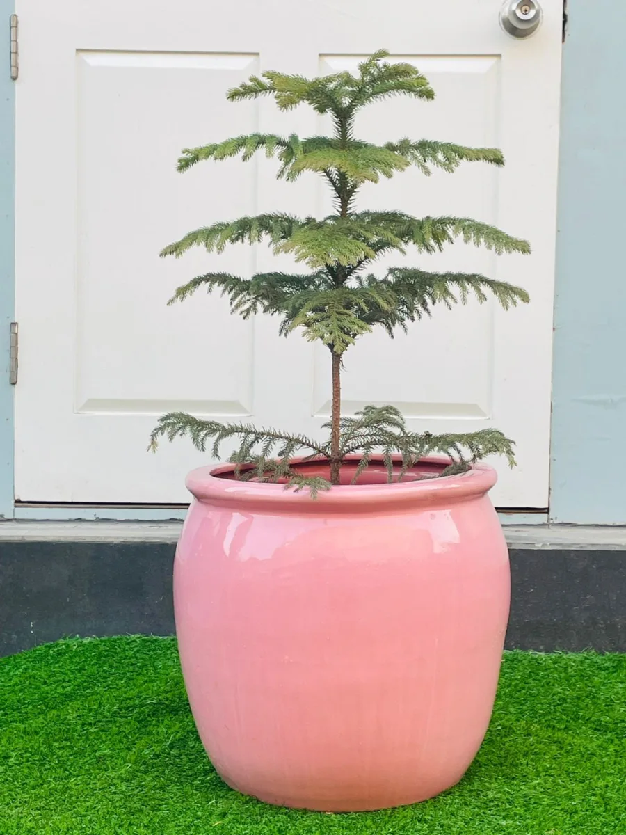 Classic Ceramic Planter — 7" Dia × 11.5" Height — Primary View