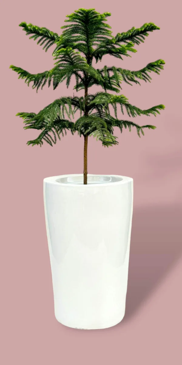 Classic Ceramic Planter — 12" Dia × 11.5" Height — Primary View
