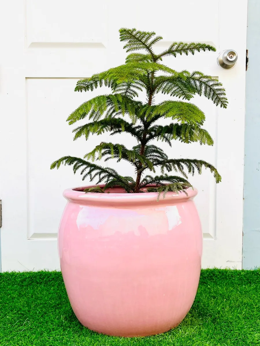 Classic Ceramic Planter — 15" Dia × 16" Height — Primary View