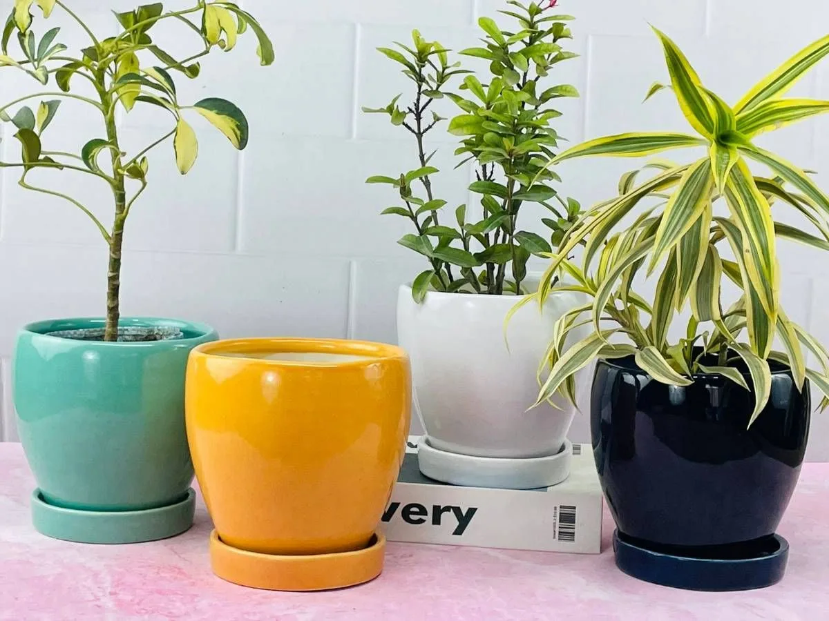 Classic Ceramic Planter — 12" Dia × 6" Height — Primary View