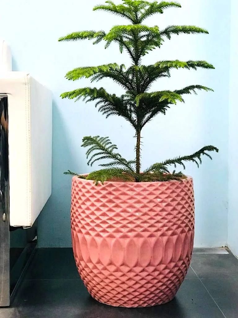 Classic Ceramic Planter — 8" Dia × 8" Height — Primary View