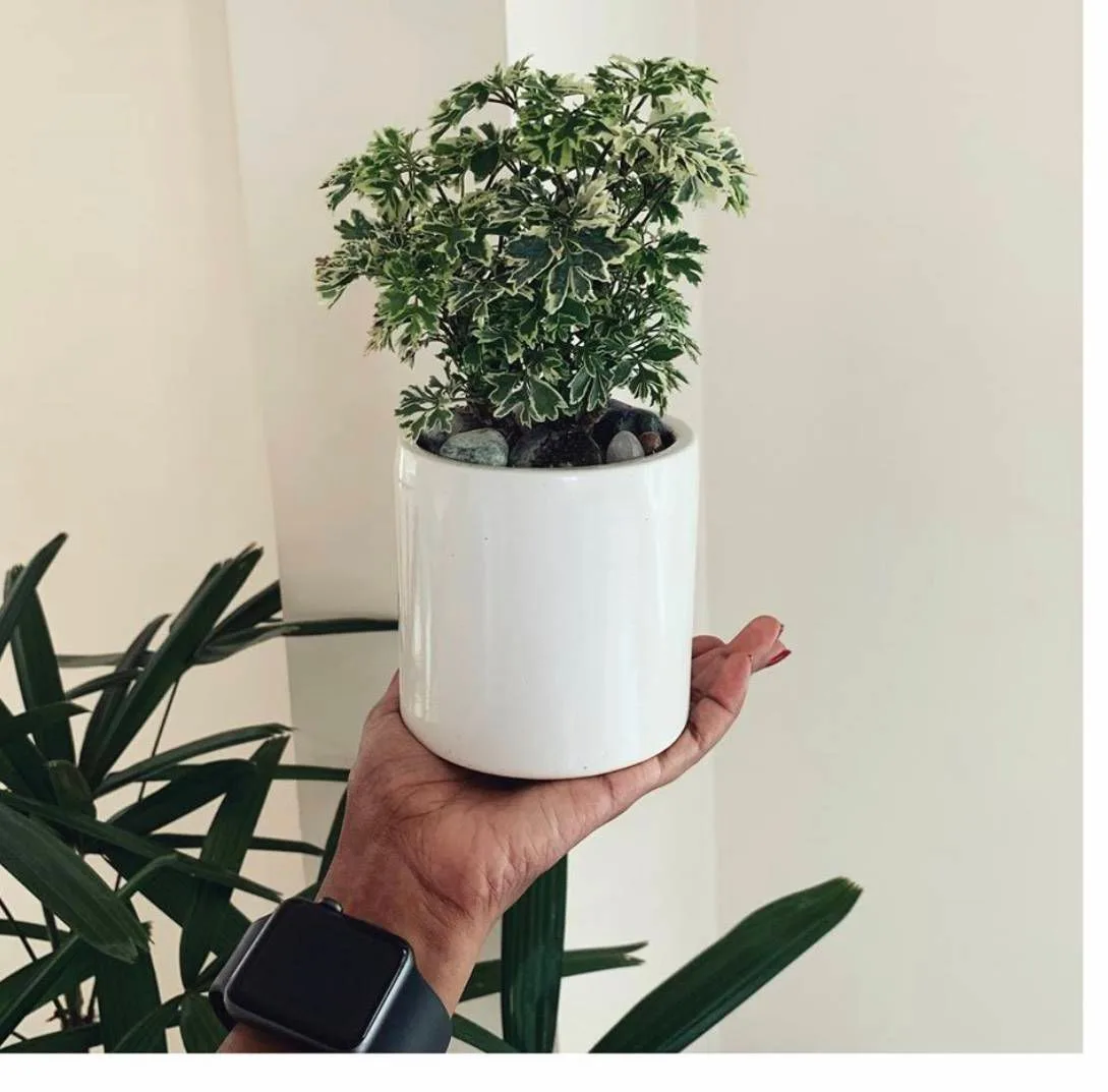 Classic Ceramic Planter — 8" Dia × 8" Height — Primary View