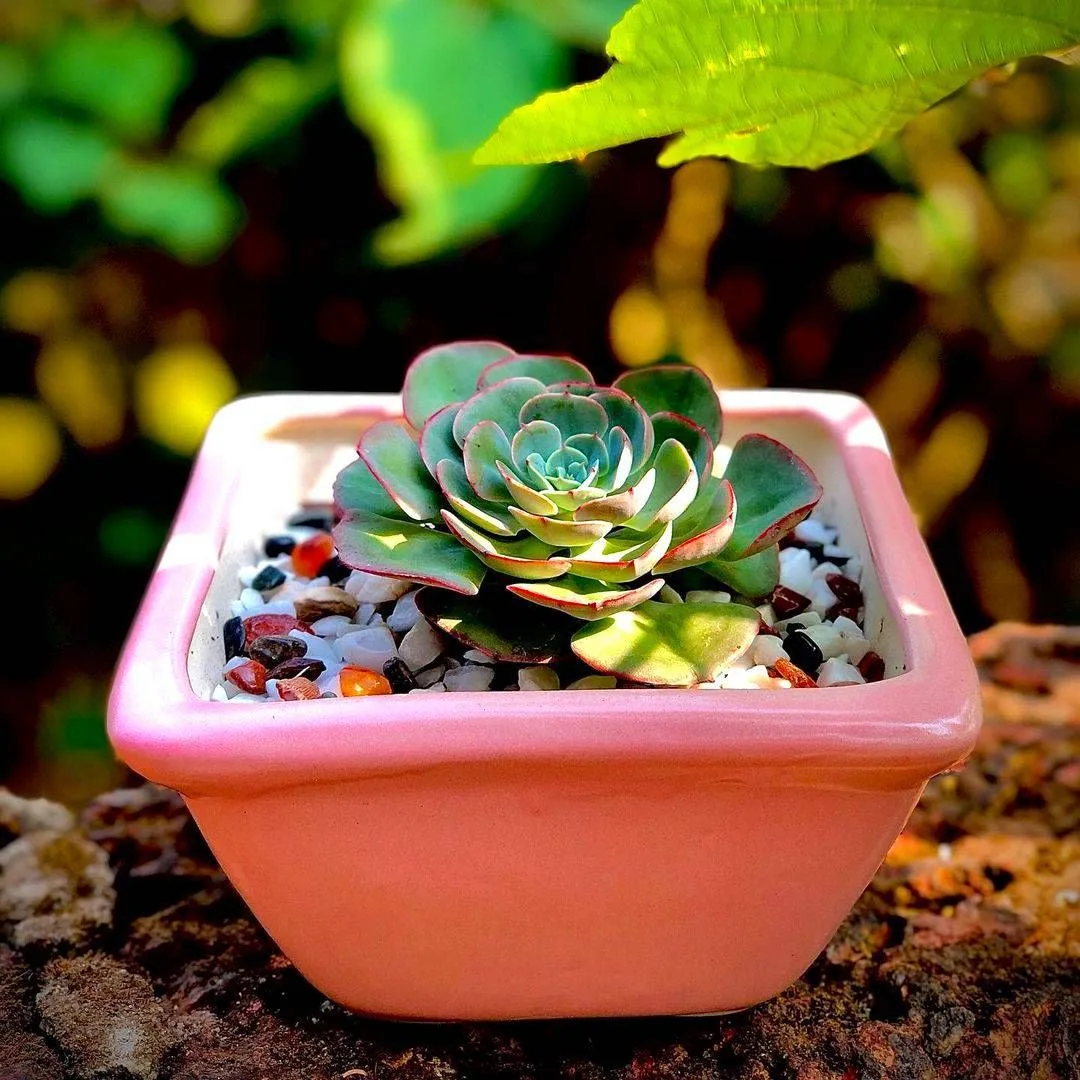 Classic Ceramic Planter — 5" Dia × 4" Height — Primary View