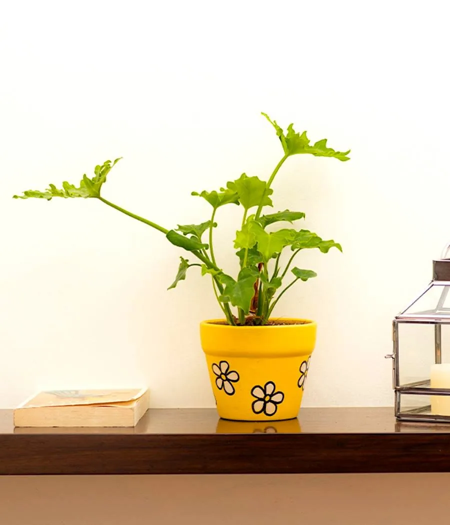 Classic Ceramic Planter — 3" Dia × 3" Height — Primary View