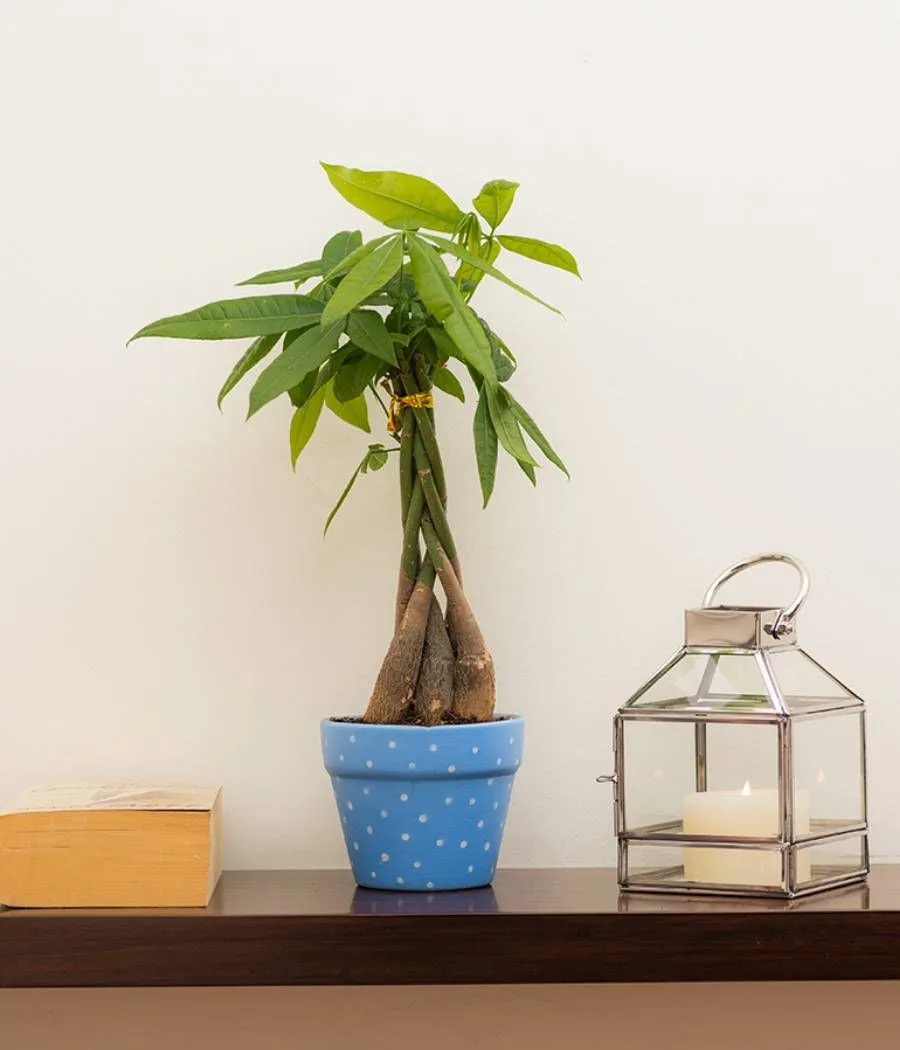 Classic Ceramic Planter — 15" Dia × 3" Height — Primary View