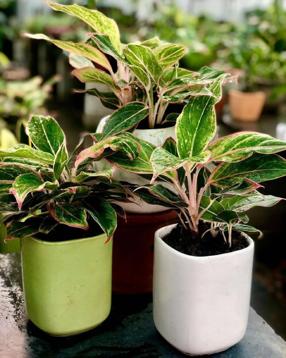 Classic Ceramic Planter — 6" Dia × 6" Height — Primary View