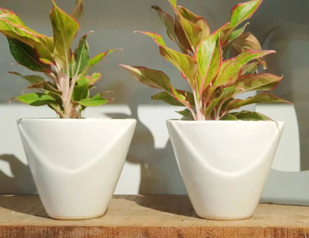 Classic Ceramic Planter — 11" Dia × 11" Height — Primary View