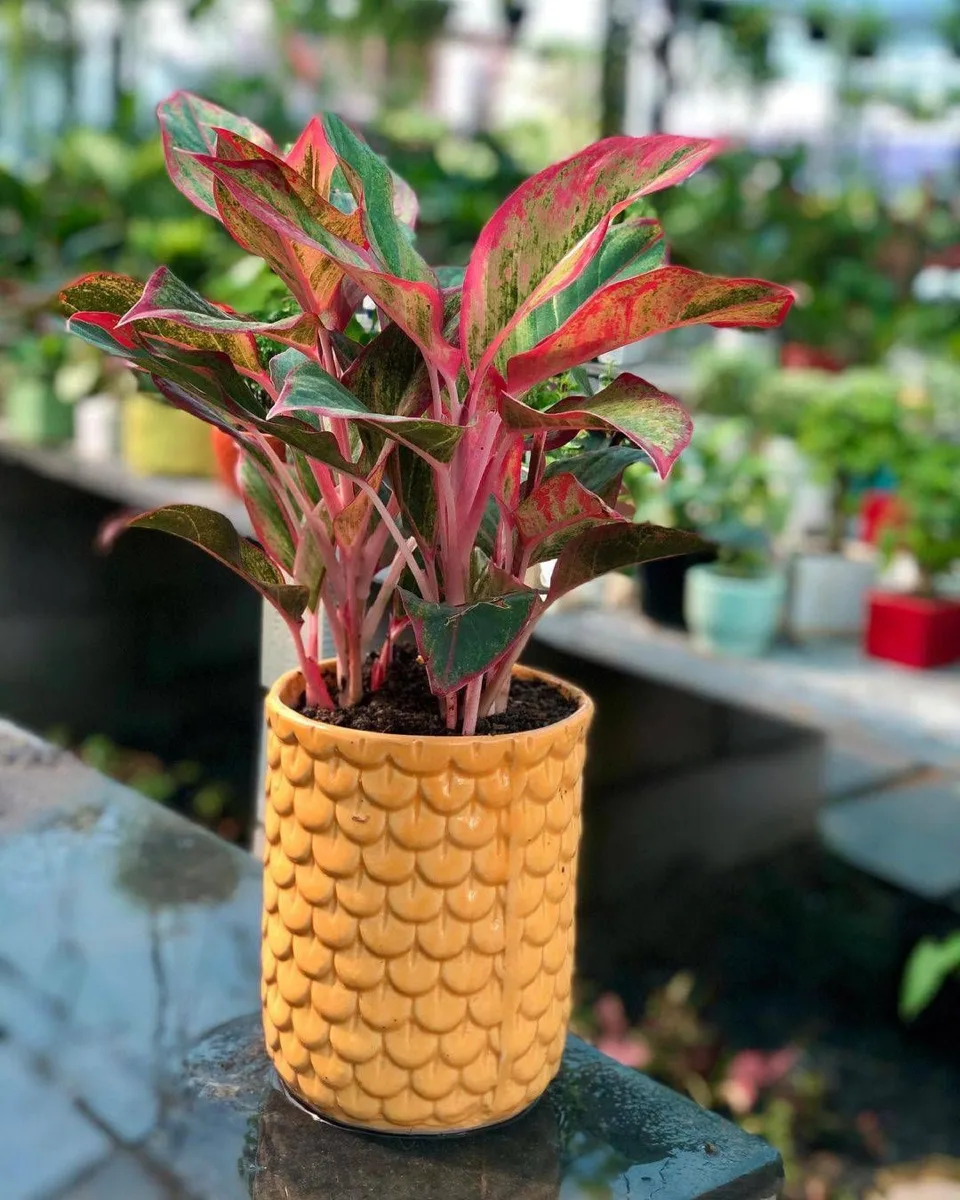 Classic Ceramic Planter — 7" Dia × 2.5" Height — Primary View