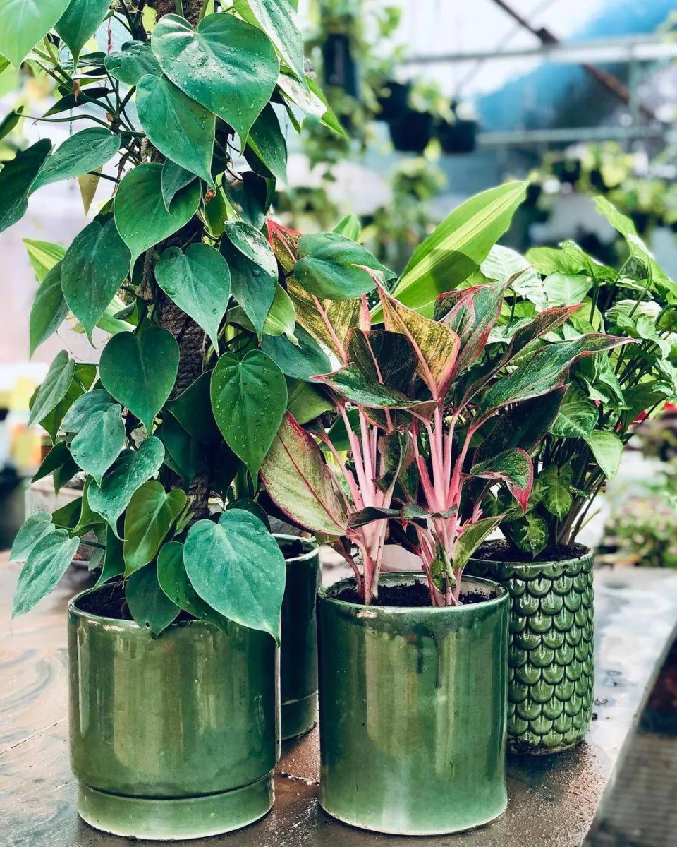 Classic Ceramic Planter — 5" Dia × 3" Height — Primary View