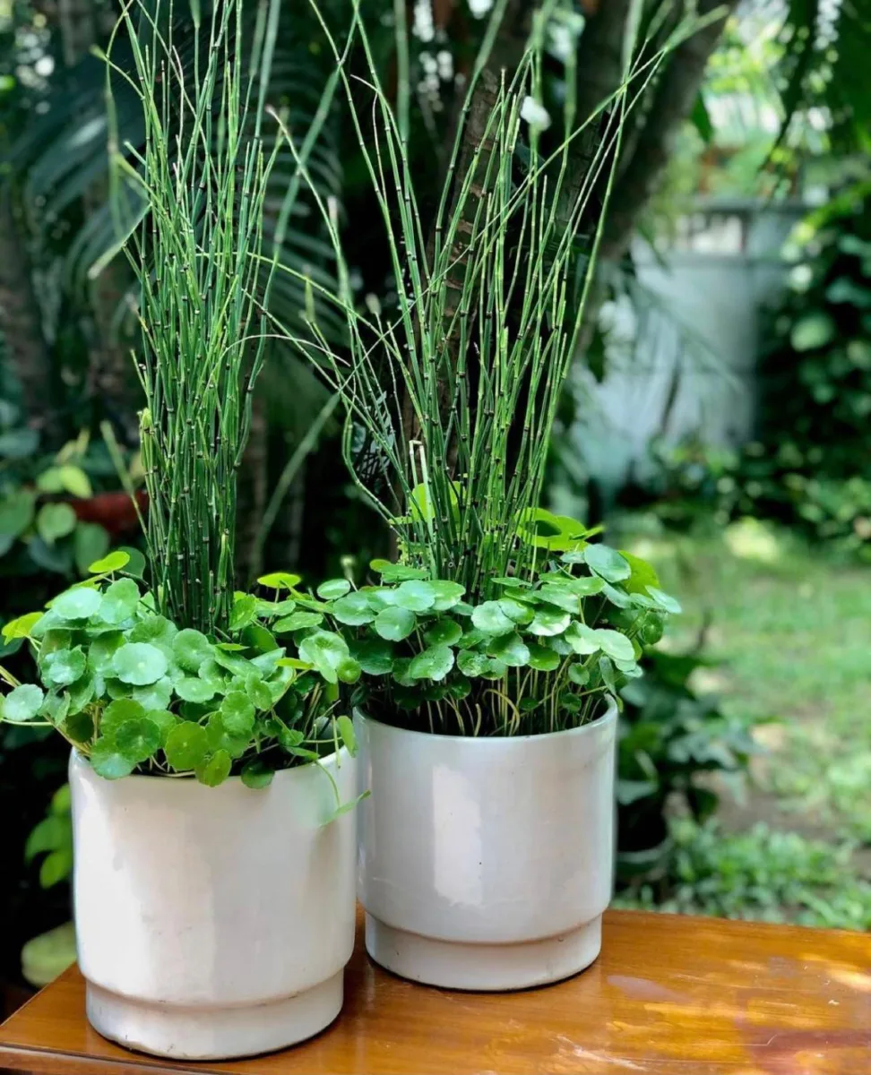 Classic Ceramic Planter — 3.5" Dia × 4" Height — Primary View