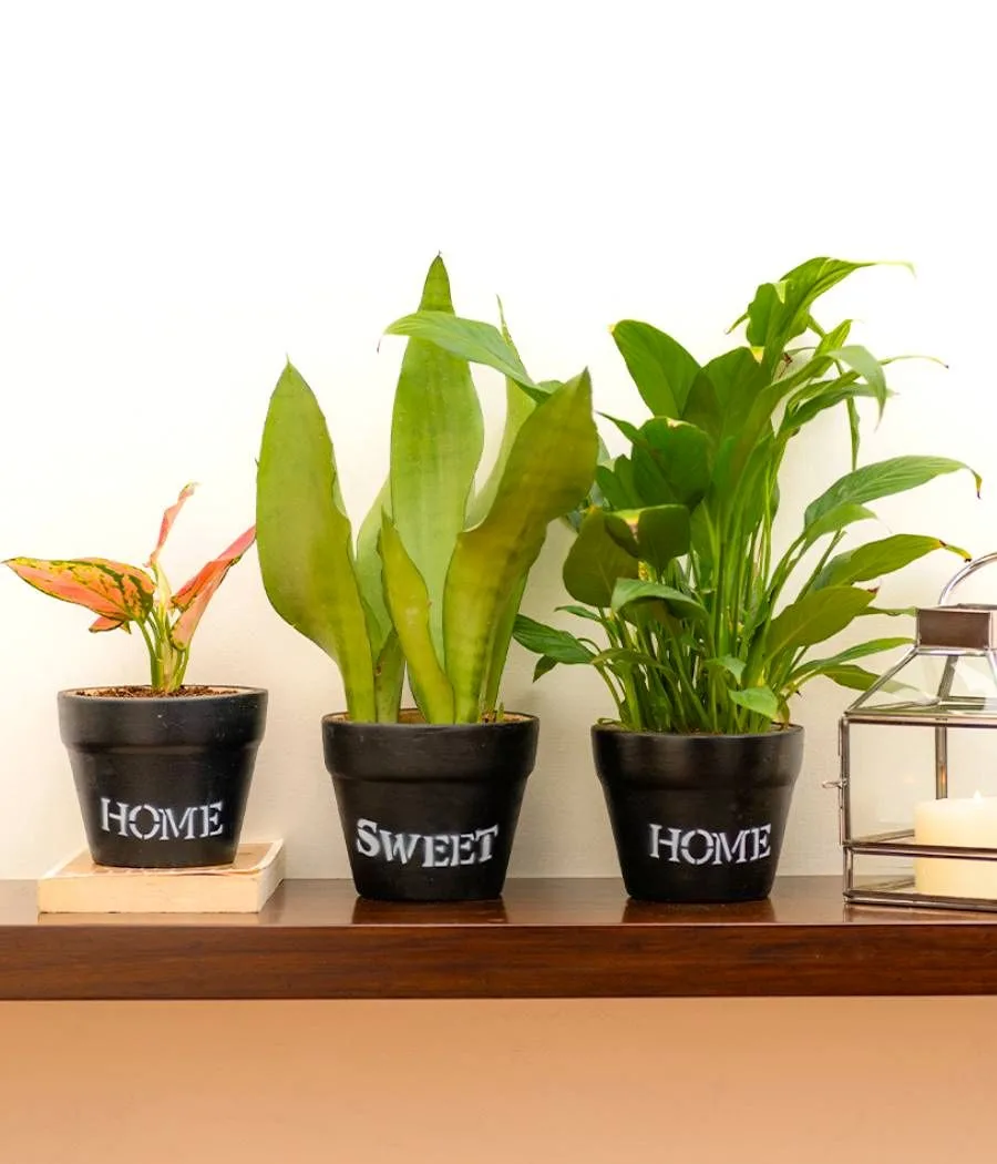 Classic Ceramic Planter — 3" Dia × 3" Height — Primary View