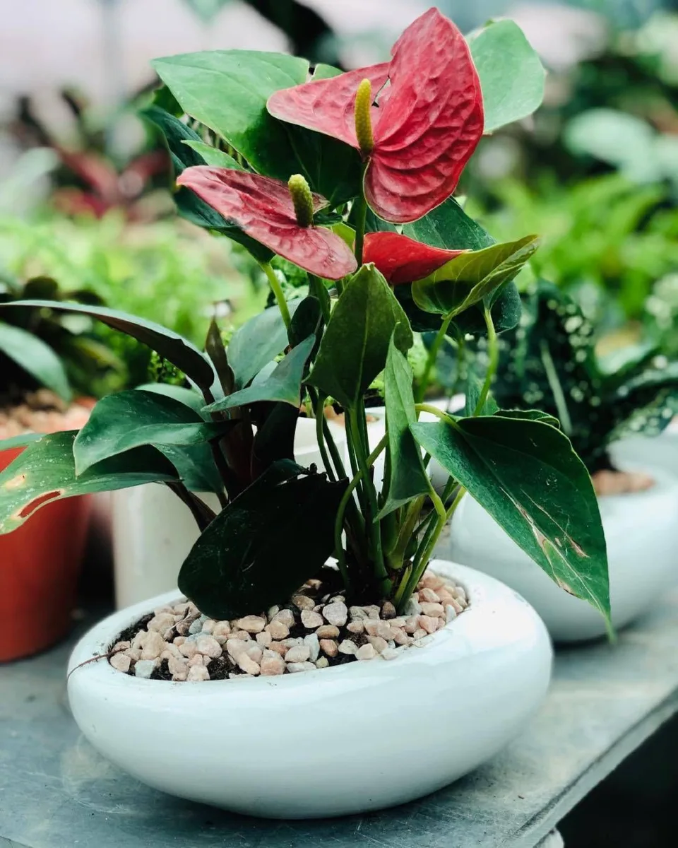 Classic Ceramic Planter — 6" Dia × 3" Height — Primary View