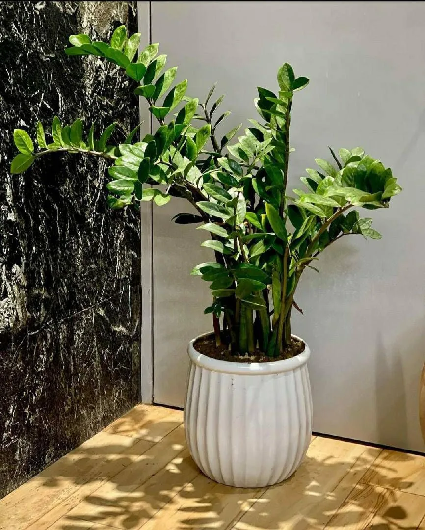 Classic Ceramic Planter — 4.5" Dia × 3" Height — Primary View