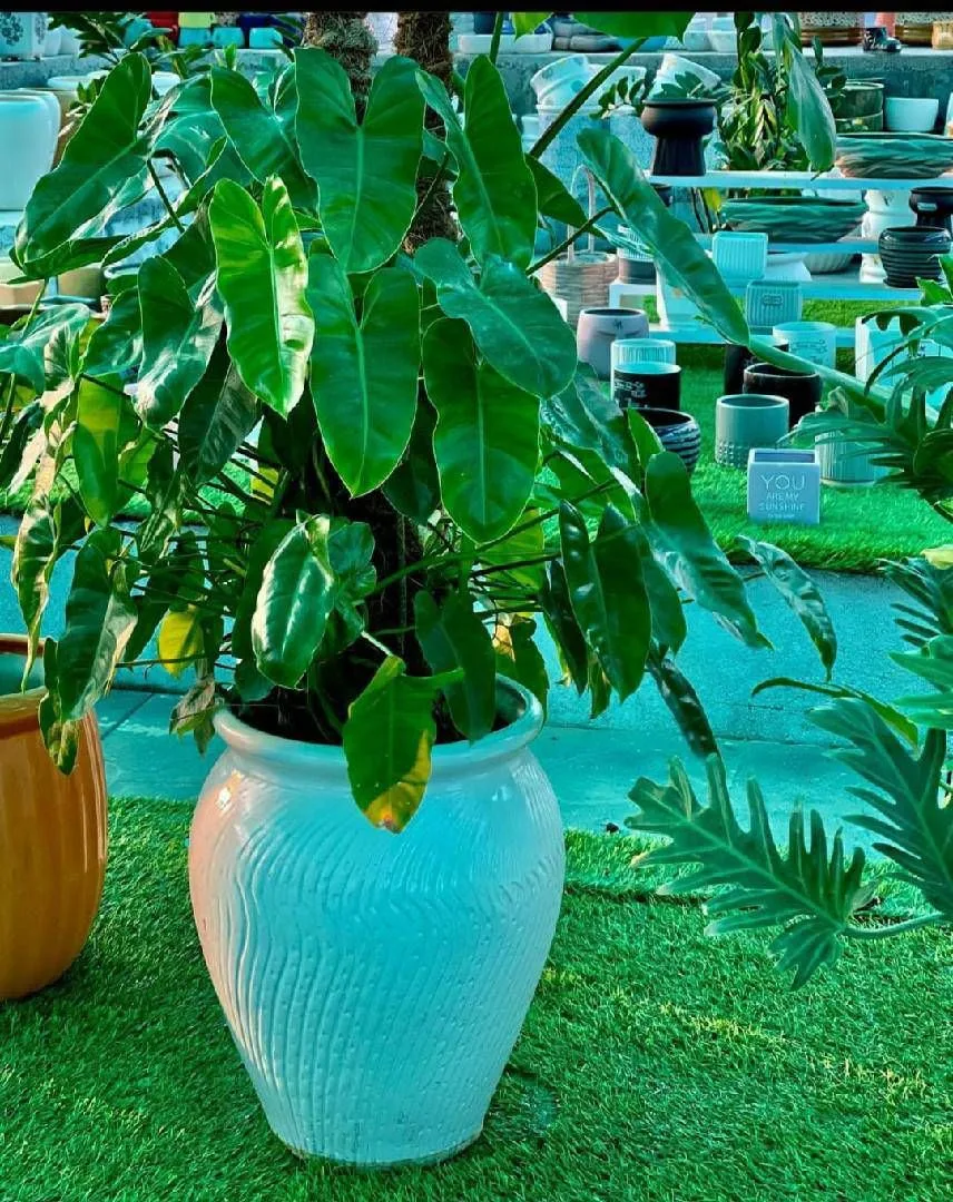 Classic Ceramic Planter — 6" Dia × 4" Height — Primary View