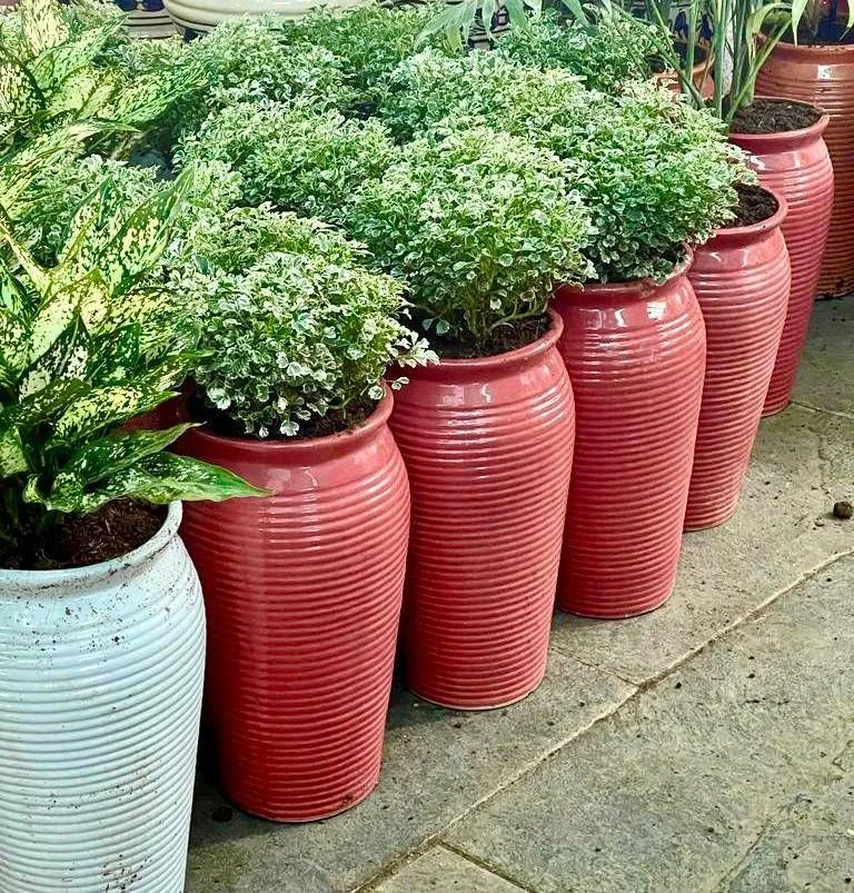 Classic Ceramic Planter — 5" Dia × 6" Height — Primary View