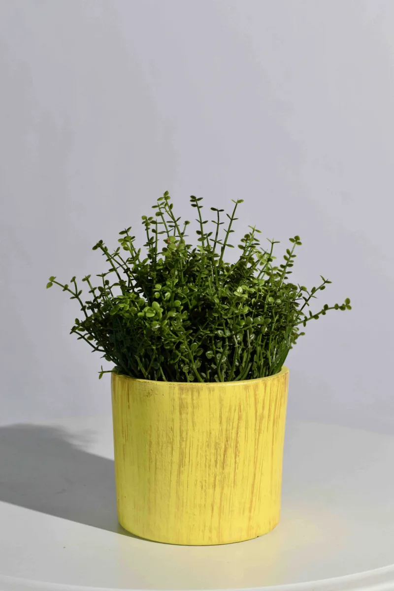 Classic Ceramic Planter — 3.5" Dia × 7" Height — Primary View