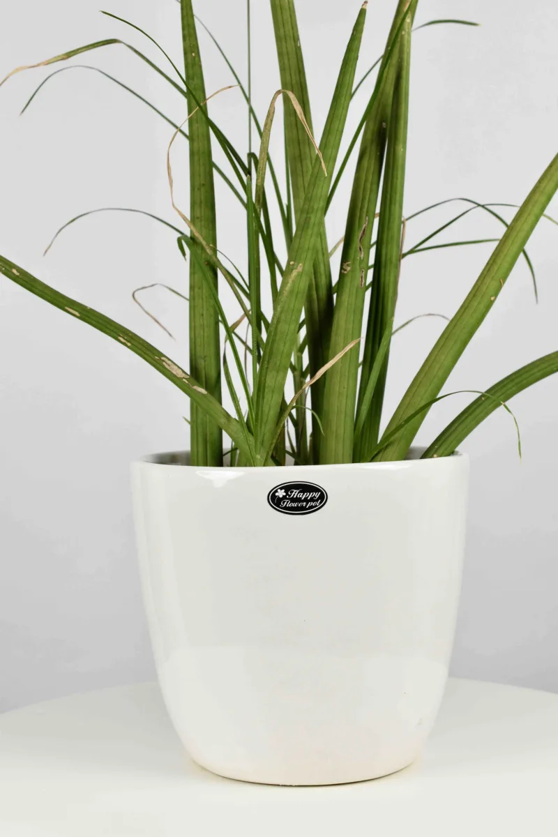 Classic Ceramic Planter — 16" Dia × 3.5" Height — Primary View