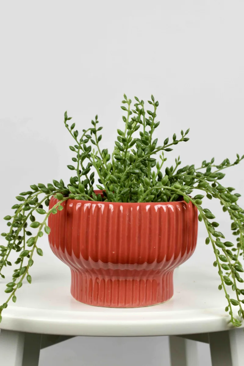 Classic Ceramic Planter — 10" Dia × 9" Height — Primary View