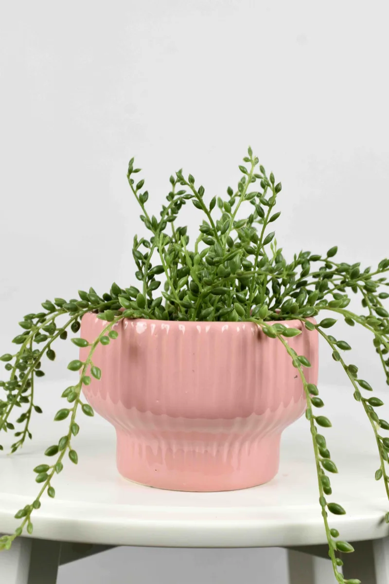 Classic Ceramic Planter — 10" Dia × 9" Height — Primary View