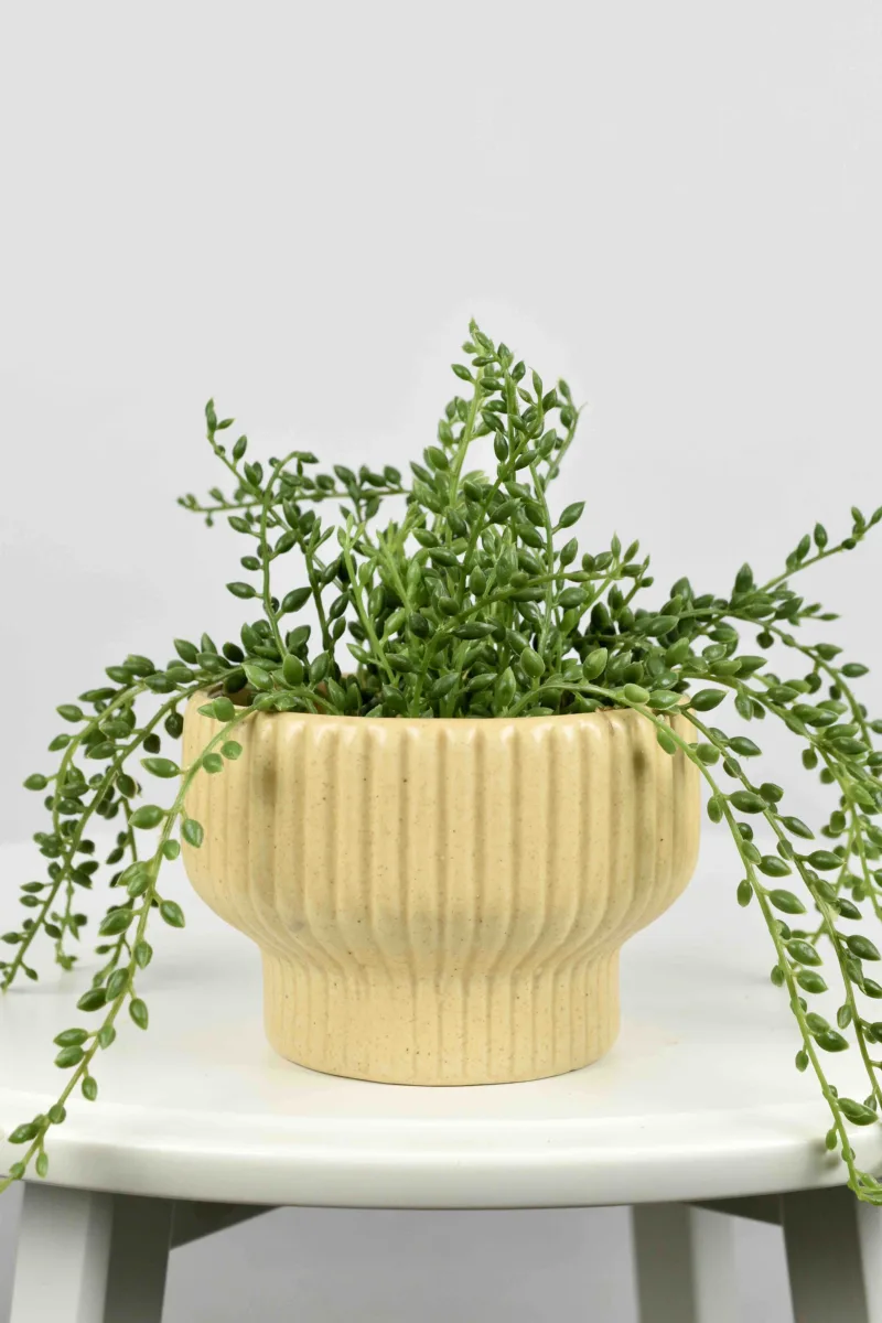 Classic Ceramic Planter — 8" Dia × 6.5" Height — Primary View