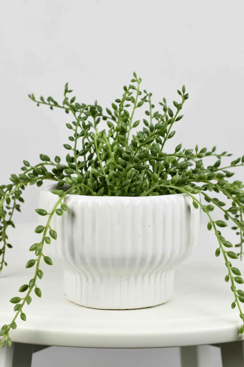 Classic Ceramic Planter — 5.5" Dia × 4" Height — Primary View