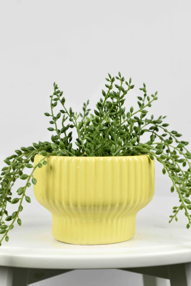Classic Ceramic Planter — 4" Dia × 3.5" Height — Primary View