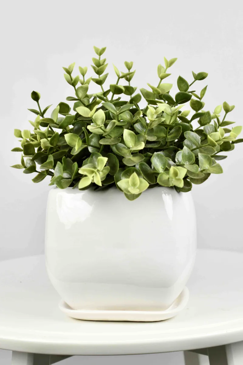 Classic Ceramic Planter — 6" Dia × 4" Height — Primary View