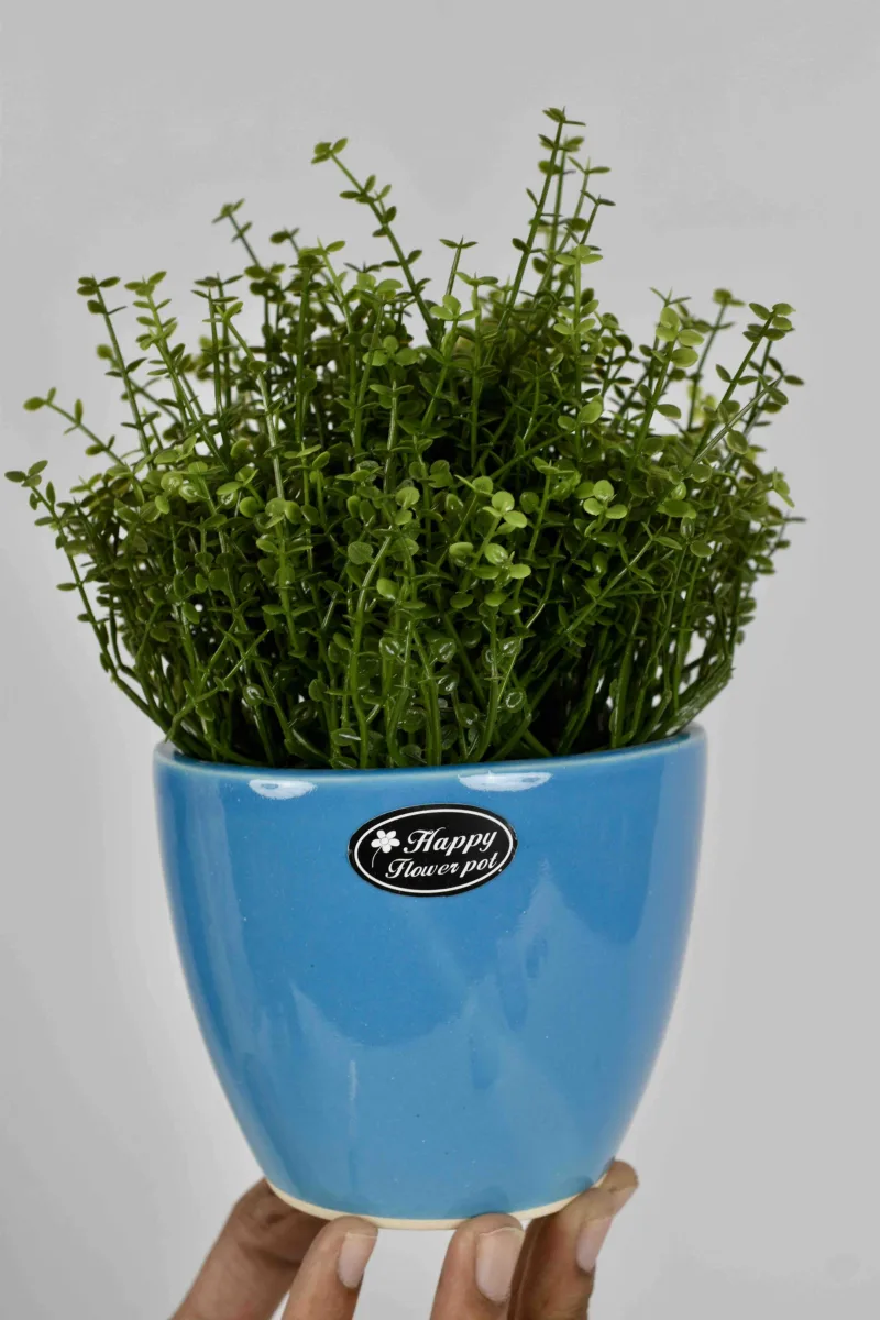 Classic Ceramic Planter — 5" Dia × 4" Height — Primary View