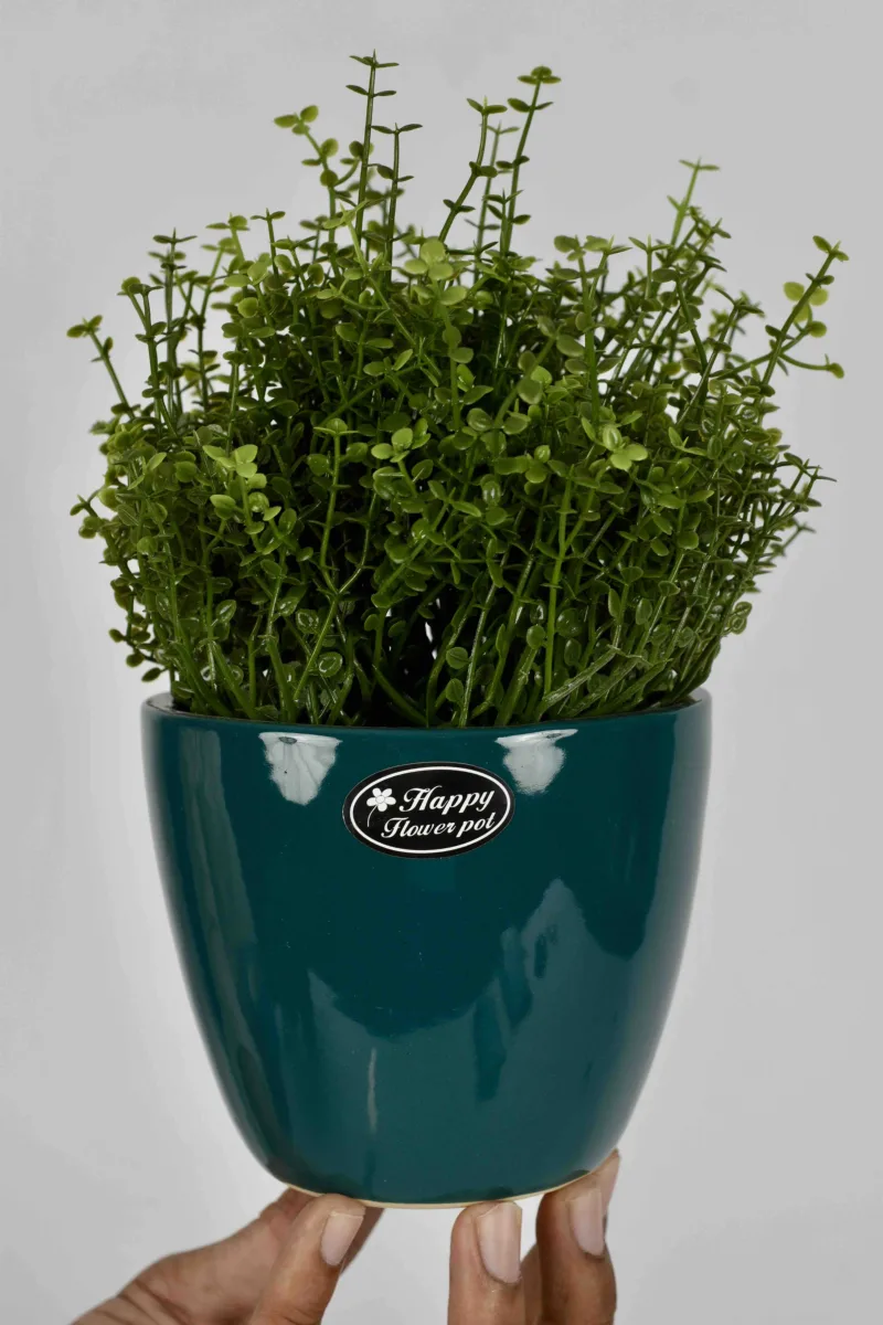 Classic Ceramic Planter Set of 3 (3" Dia) — Primary View