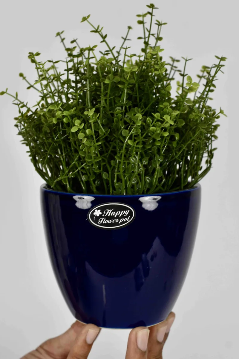 Classic Ceramic Planter — 5" Dia × 4" Height — Primary View