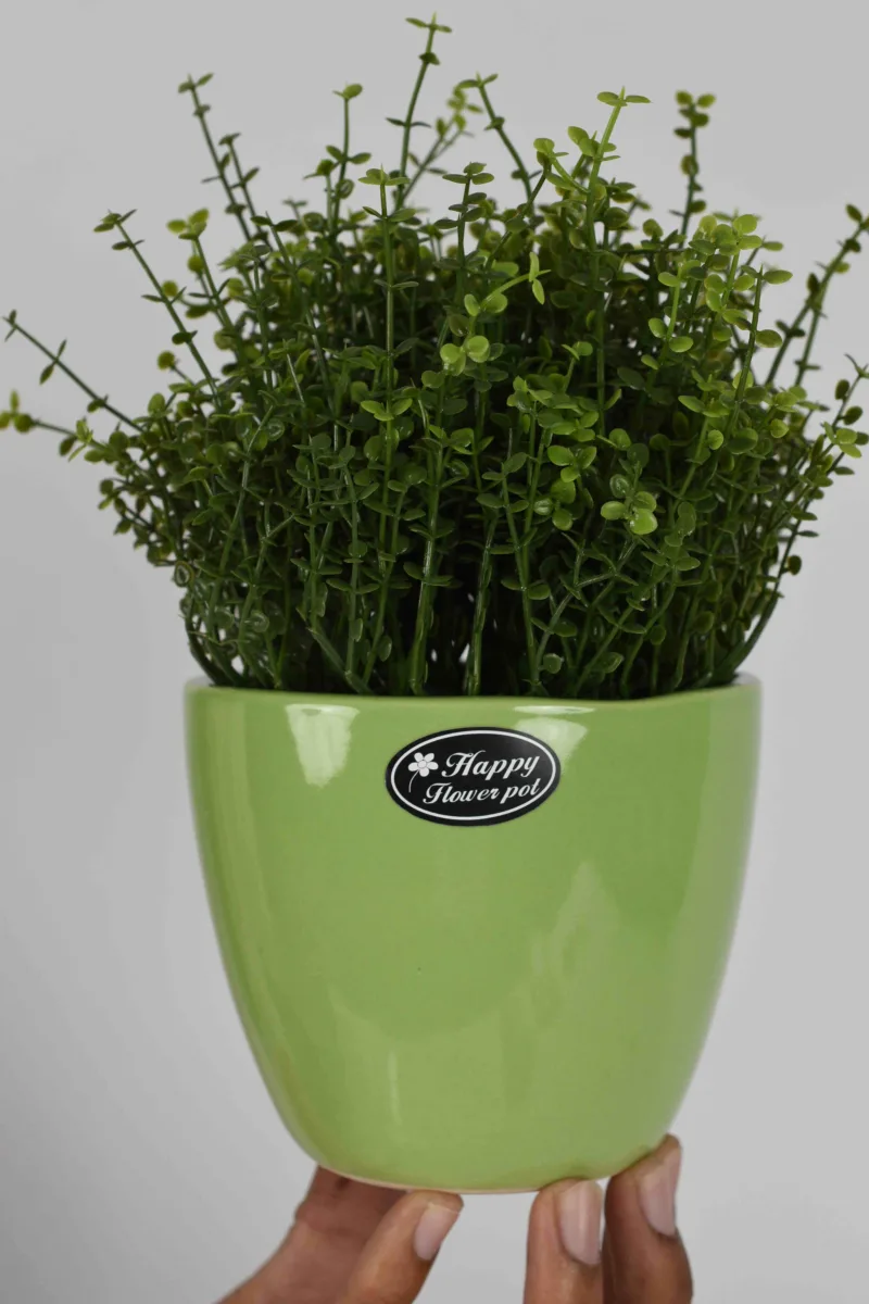 Classic Ceramic Planter — 5" Dia × 2" Height — Primary View