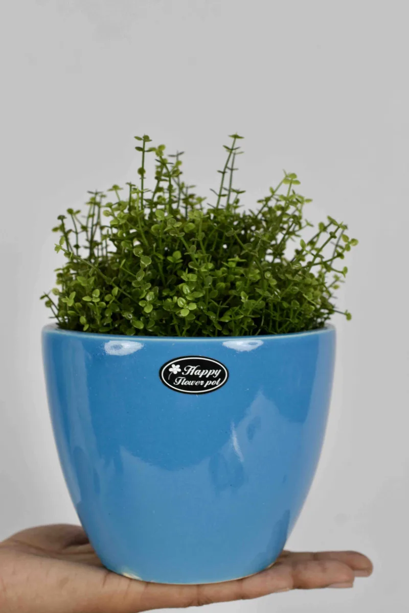 Classic Ceramic Planter — 5" Dia × 2" Height — Primary View