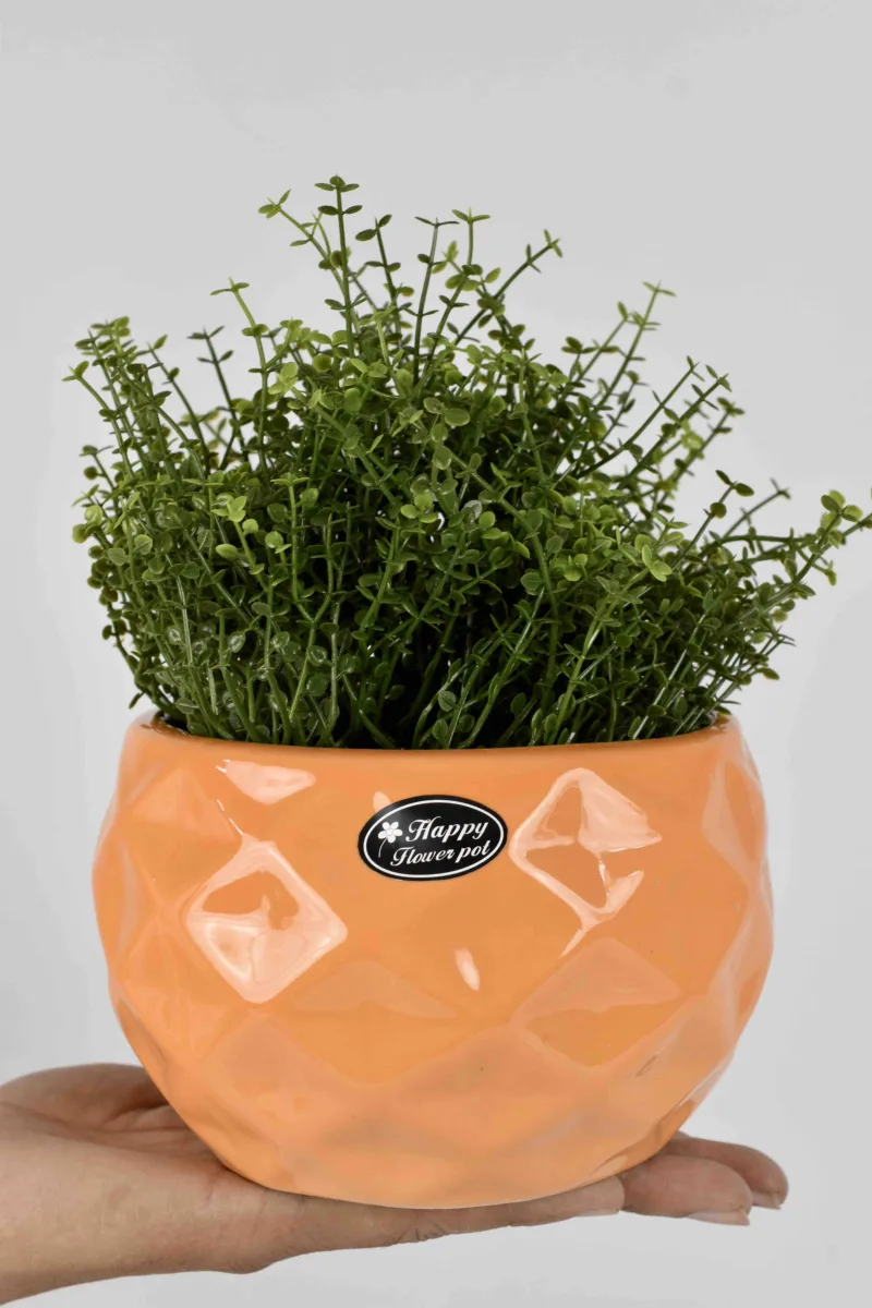 Classic Ceramic Planter — 5.5" Dia × 5" Height — Primary View