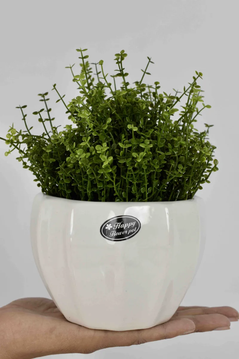 Classic Ceramic Planter — 3.5" Dia × 3.5" Height — Primary View
