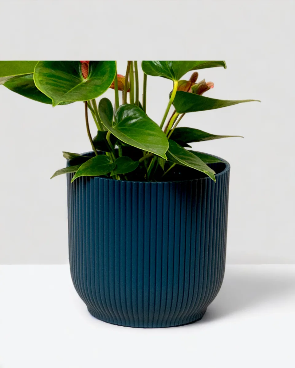 Classic Ceramic Planter — 6" Dia × 4.5" Height — Primary View