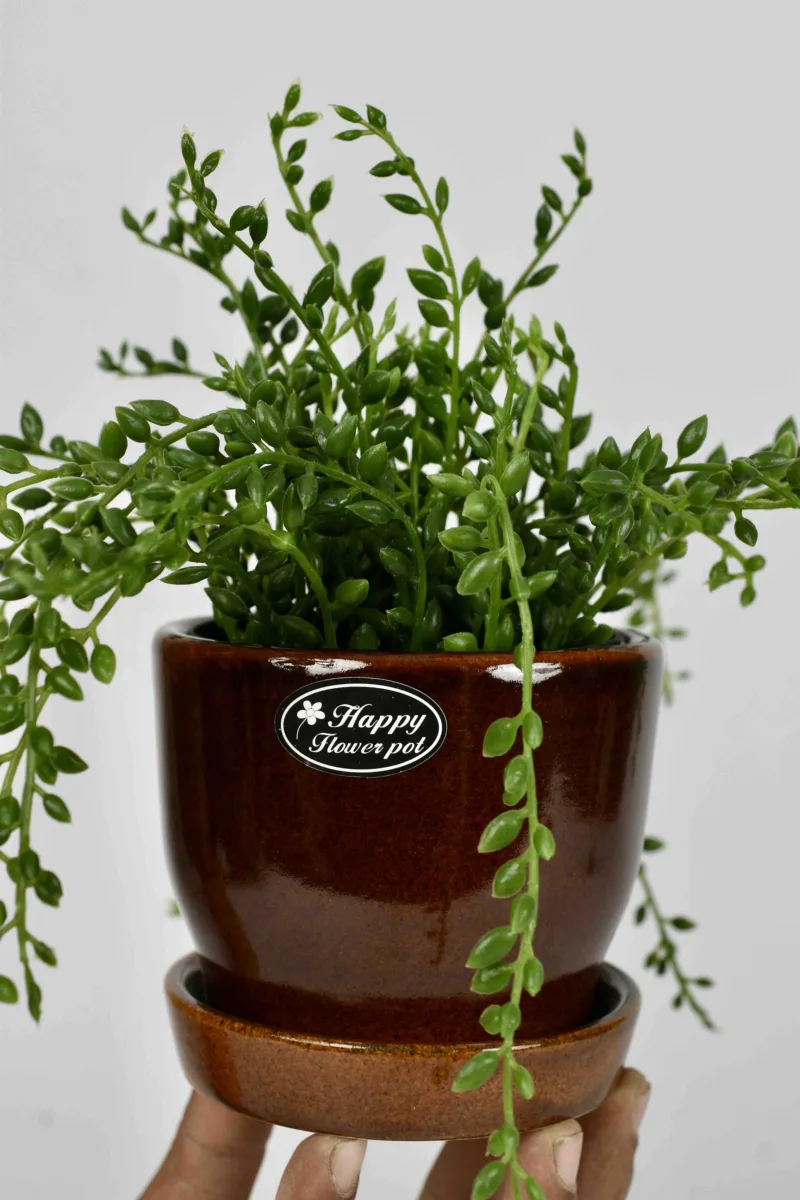 Classic Ceramic Planter Set of 3 (3" Dia) — Primary View