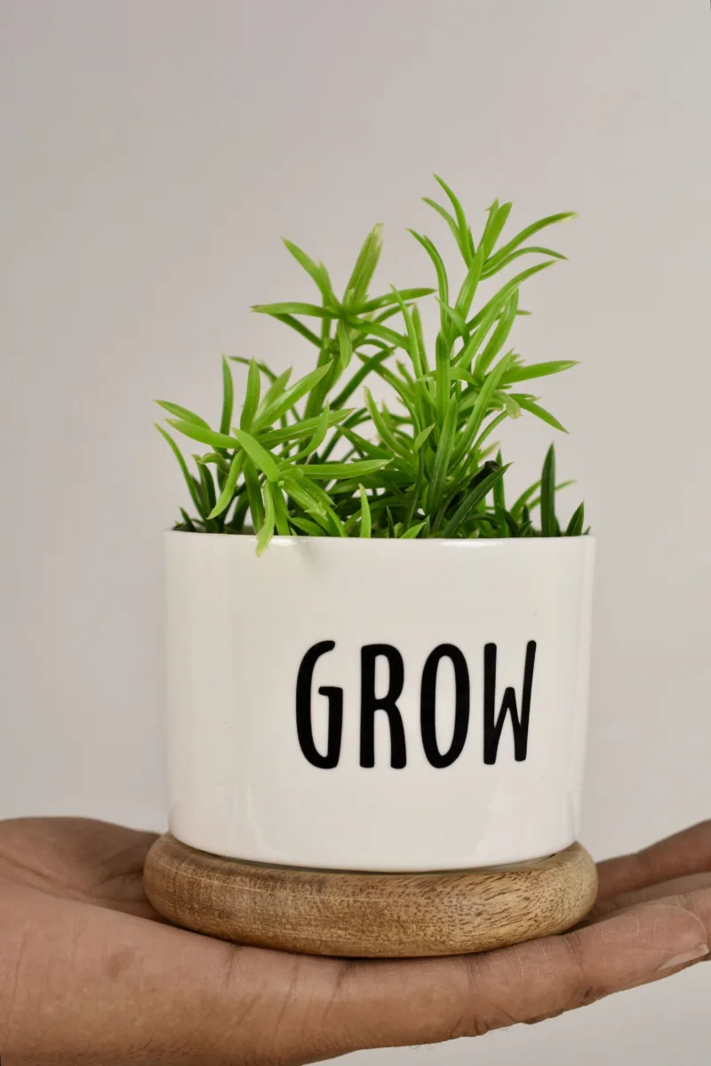 Classic Ceramic Planter — 5.5" Dia × 5.5" Height — Primary View