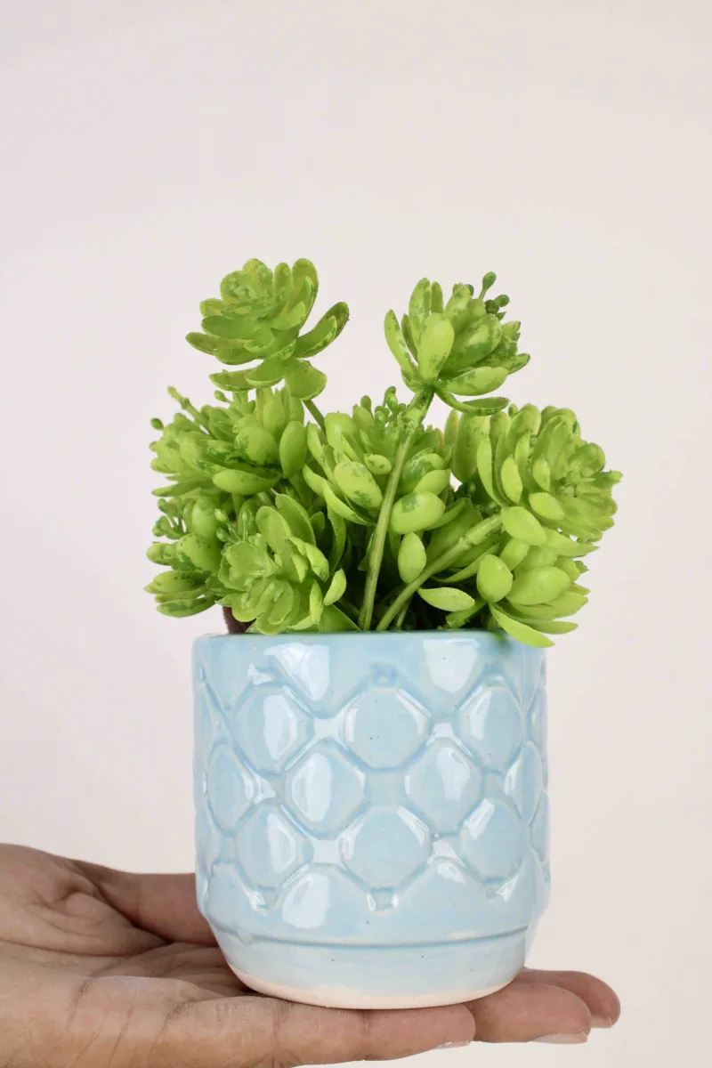 Classic Ceramic Planter — 7" Dia × 7" Height — Primary View