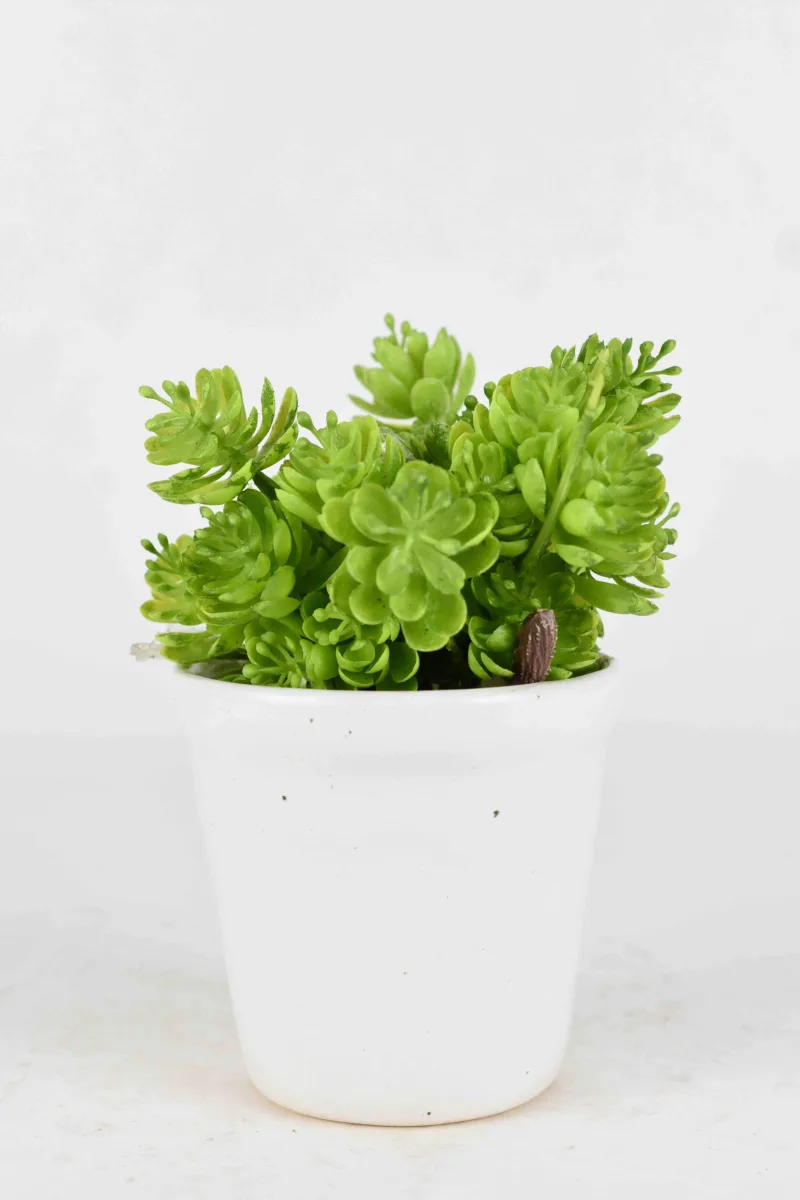 Classic Ceramic Planter — 5" Dia × 4.5" Height — Primary View