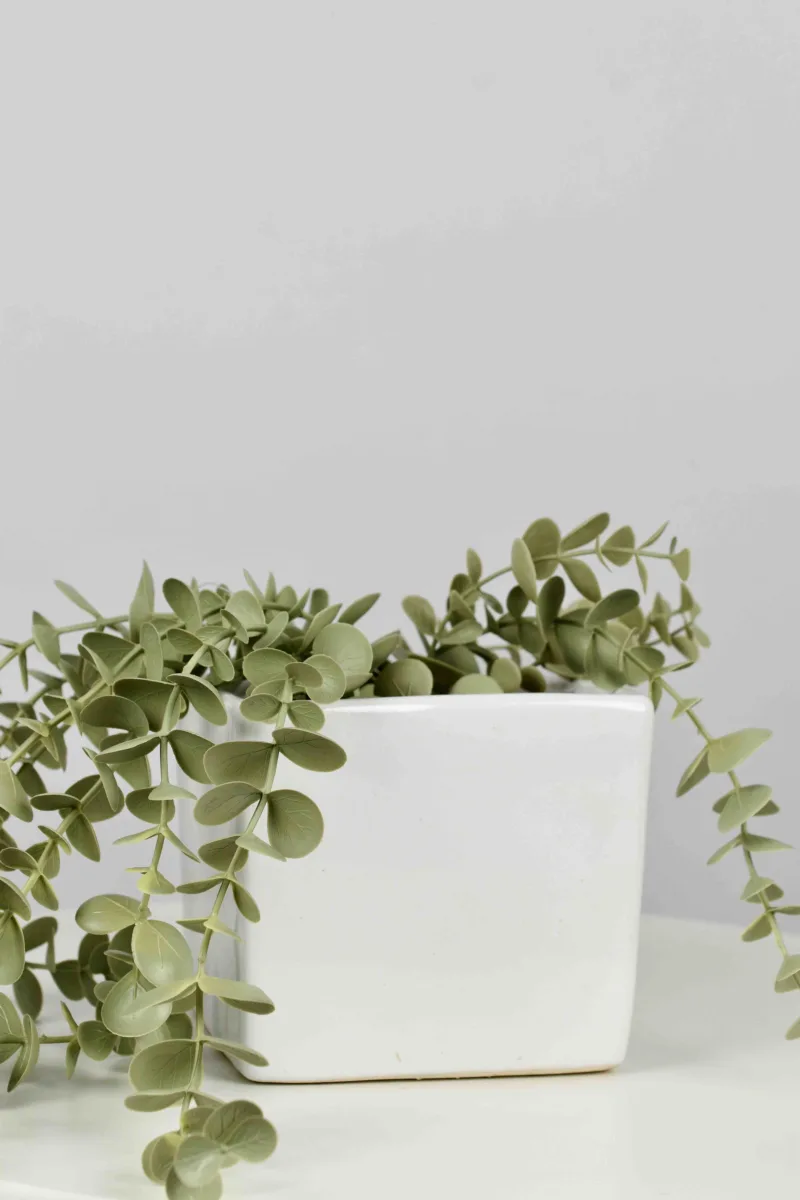 Classic Ceramic Planter — 5" Dia × 3.5" Height — Primary View