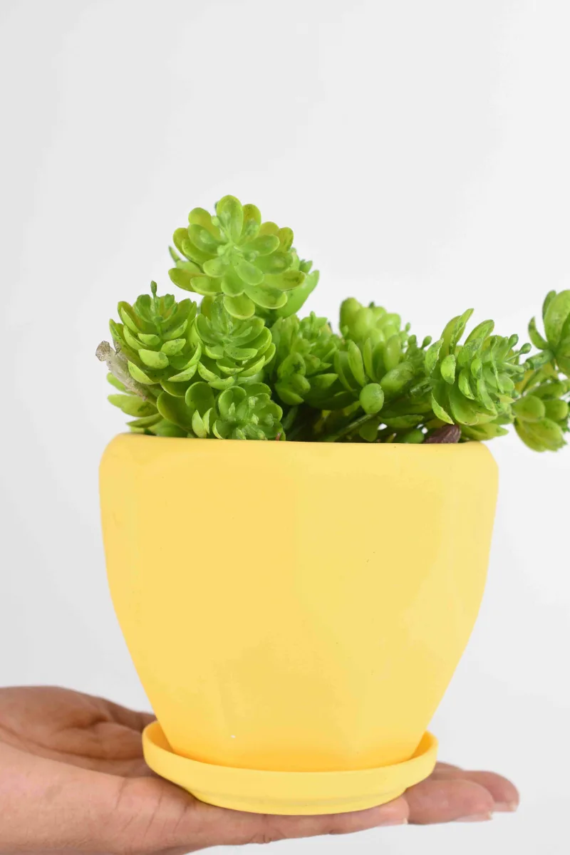 Classic Ceramic Planter — 8" Dia × 5" Height — Primary View