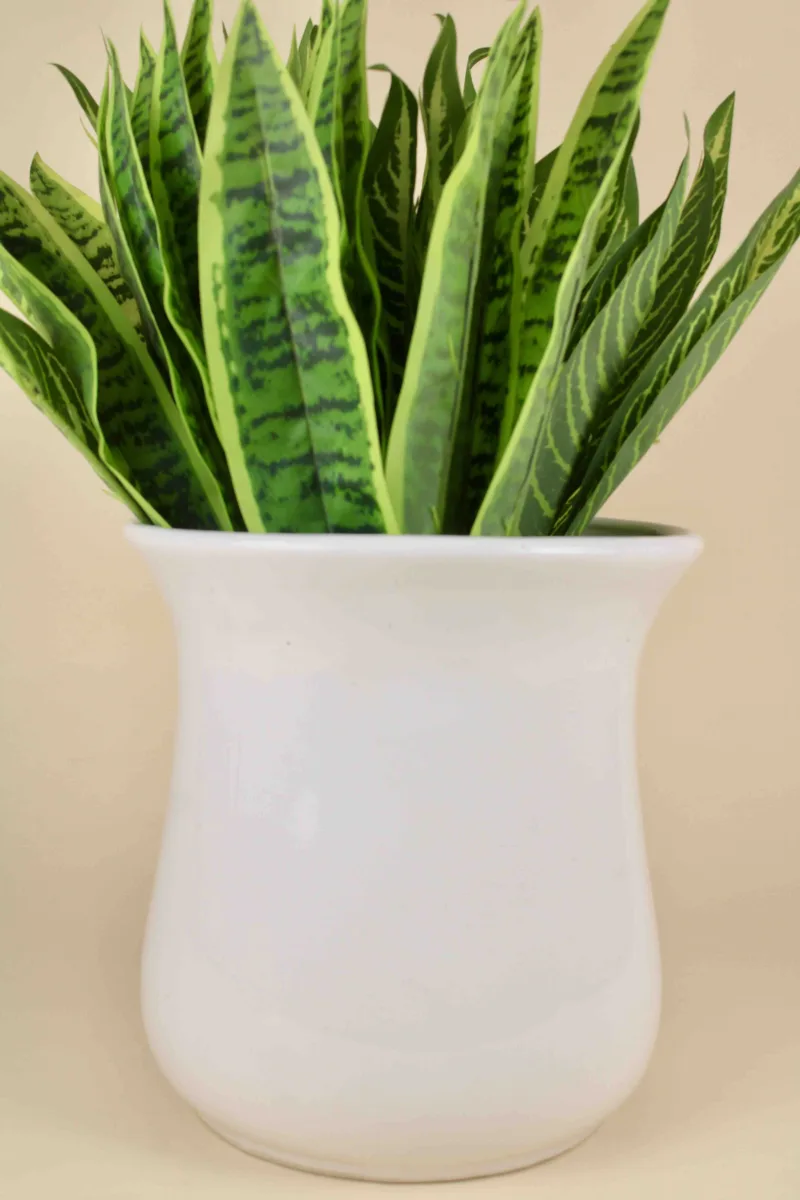 Classic Ceramic Planter — 7.5" Dia × 7.5" Height — Primary View
