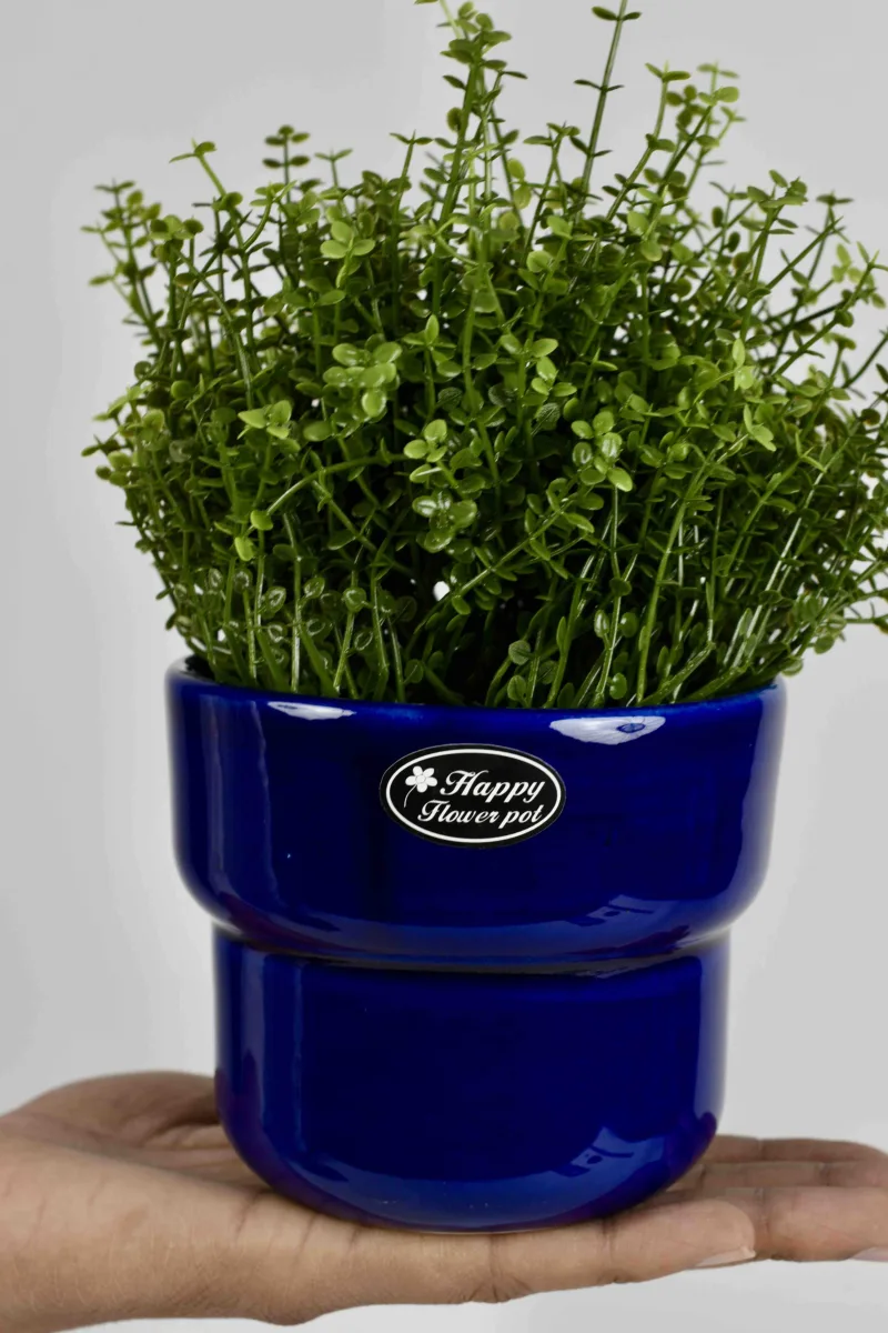 Classic Ceramic Planter — 9" Dia × 4" Height — Primary View