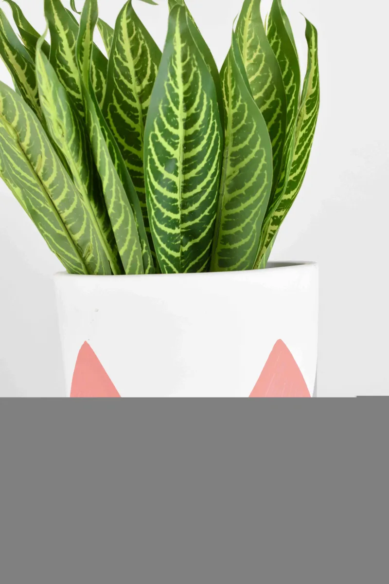 Classic Ceramic Planter — 4" Dia × 4.5" Height — Primary View