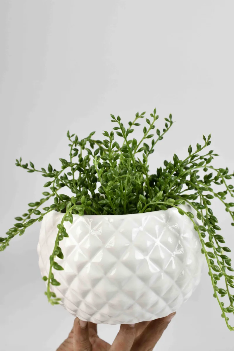 Classic Ceramic Planter — 5" Dia × 3.5" Height — Primary View