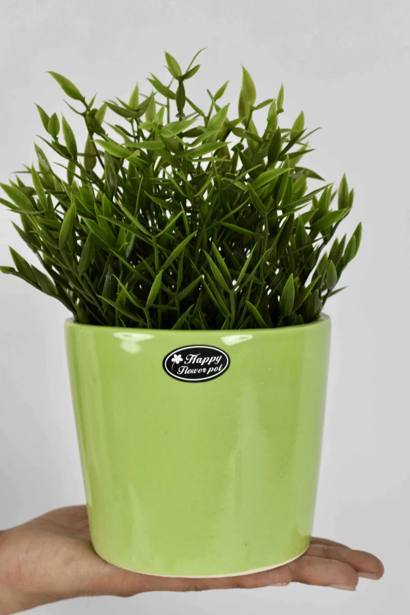 Classic Ceramic Planter — 6" Dia × 3" Height — Primary View