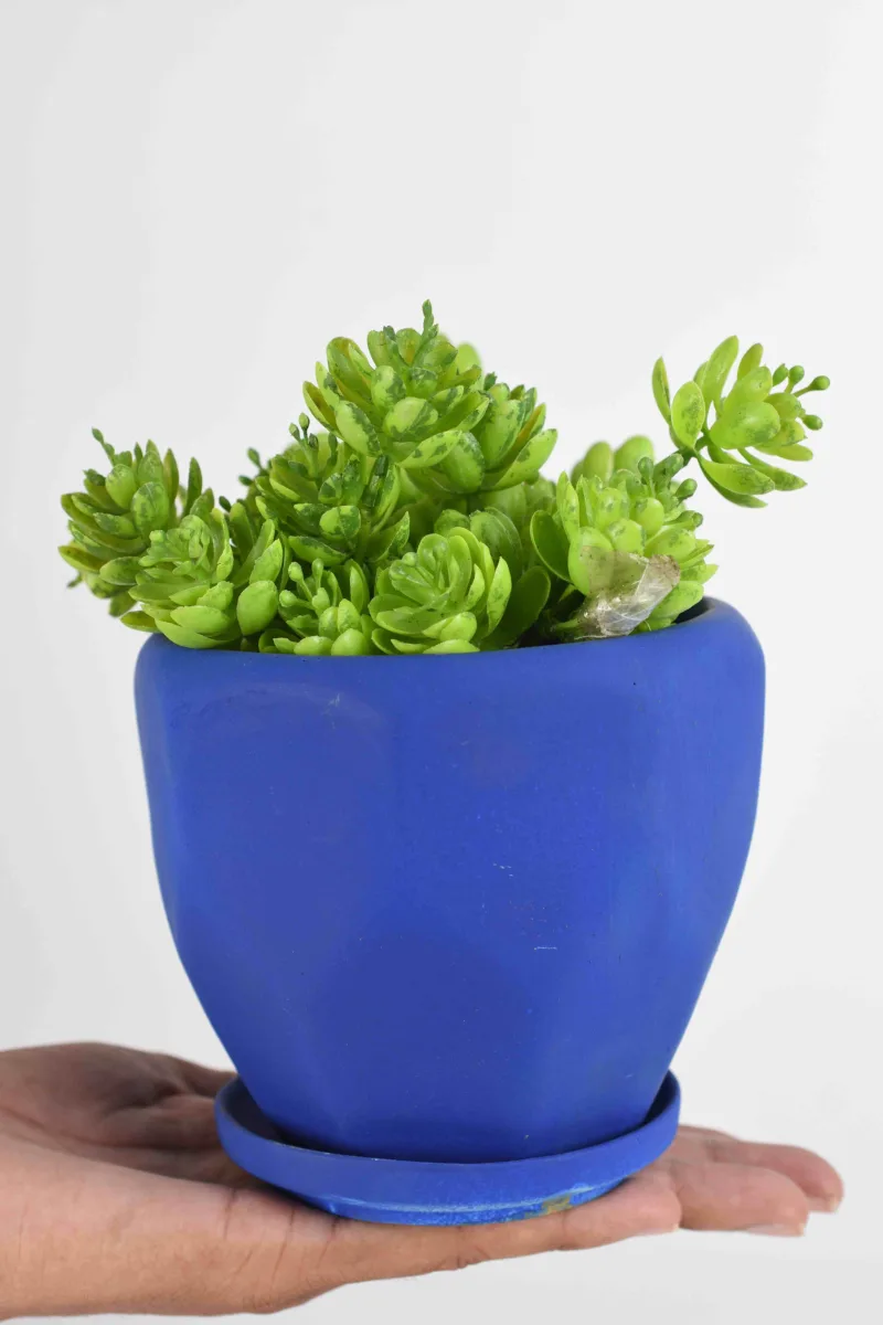 Classic Ceramic Planter — 5" Dia × 5" Height — Primary View